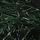 クリスマスツリーの写真